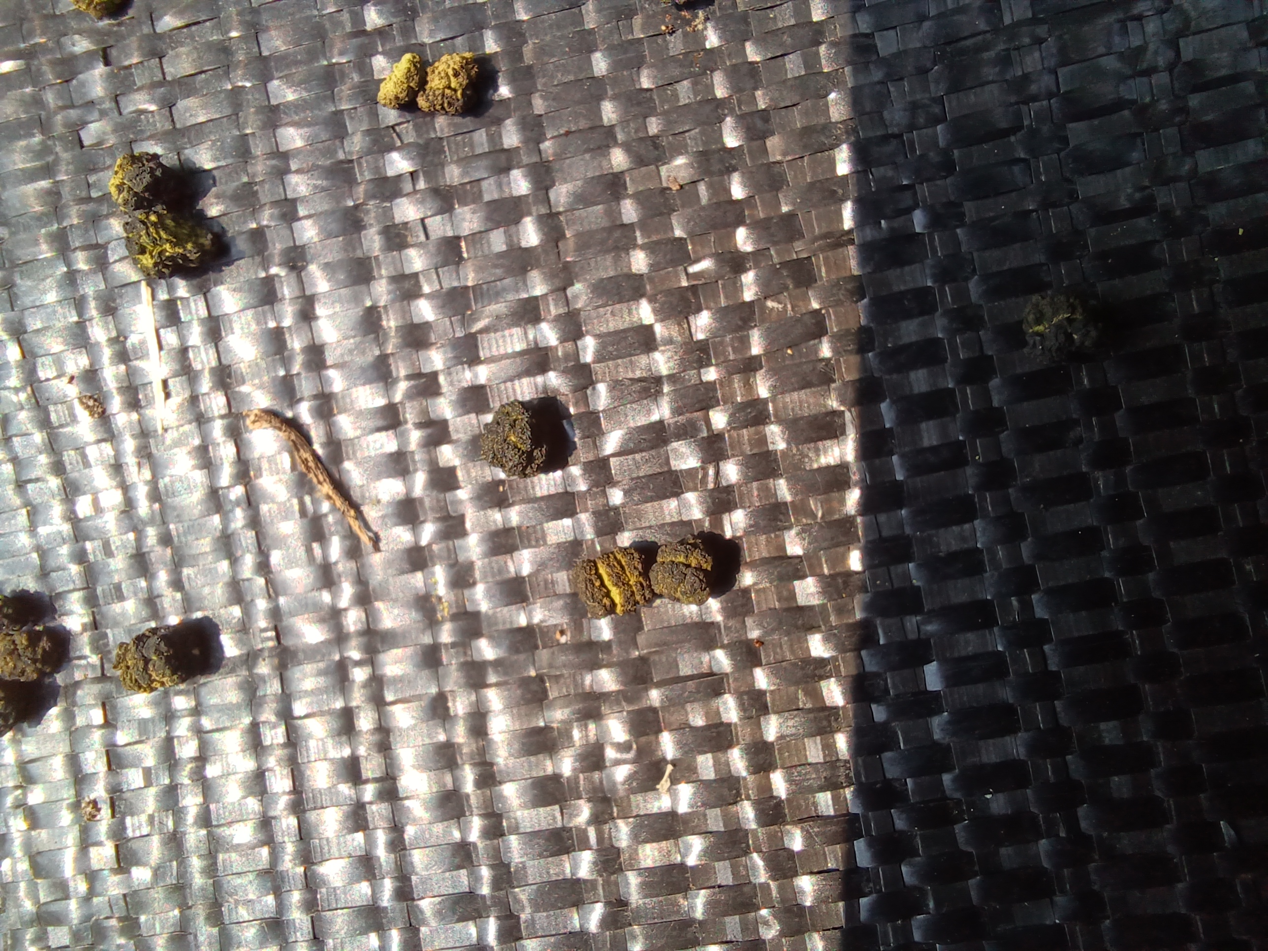 Closeup - Worm droppings.