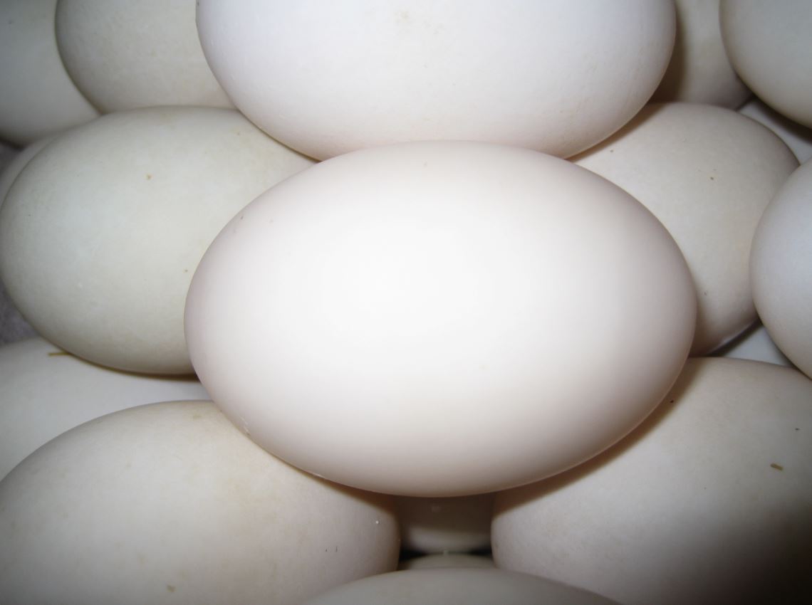 Fresh Duck Eggs