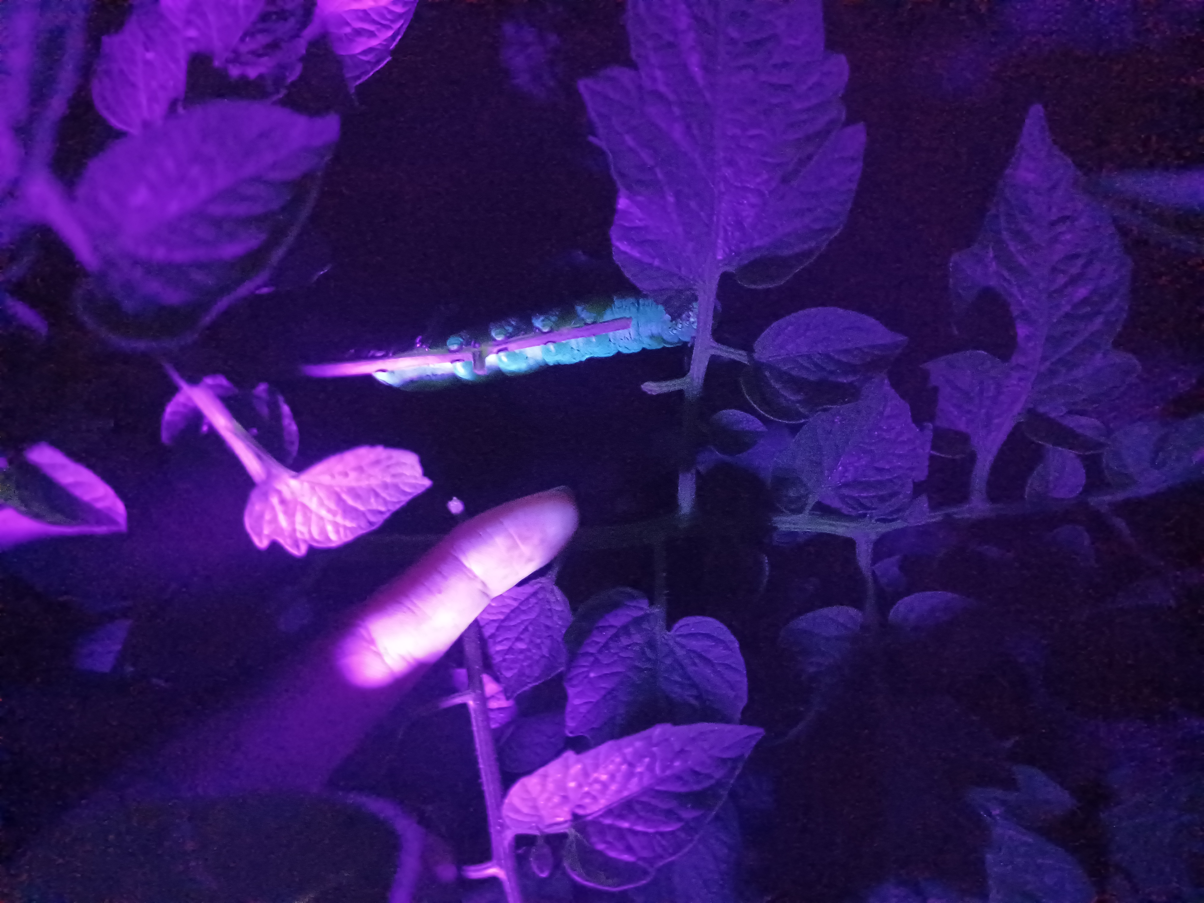 One of the BIG ones. Large as your finger means they have eaten too much of your plants!